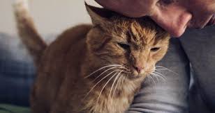How do you ship a dog to another state? How To Take Your Cat On A Plane Nerdwallet