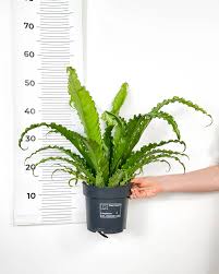 Image result for sleziník Asplenium