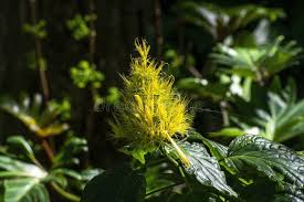 Image result for Justicia aurea
