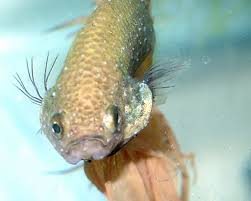 Gill Hyperplasia Fish Care