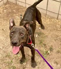 Maybe you would like to learn more about one of these? Palm Springs Animal Shelter Psanimalshelter Twitter