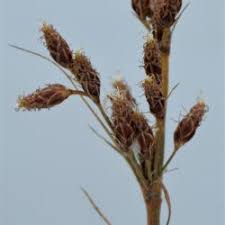 Image result for Fimbristylis madagascariensis