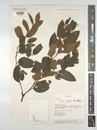 Image result for Cissus cornifolia