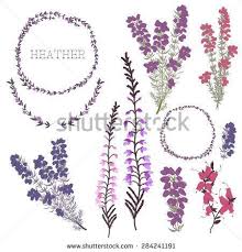 Many tattoo pictures are divided into tattoo pictures for women and those particularly for men. Image Result For Heather Tattoo Designs Scottish Tattoos Heather Plant Heather Flower