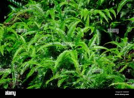 Image result for Adiantum hispidulum