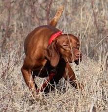 Visit us now to find your dog. Vizsla Breeder Registry Vizsla Breeders International Country Canada Vizslas Vizsla Puppies Vizsla Breeder Registry Jayney S Creative Works Jcw