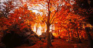 If you shot the footage used to make the gif, tag your post oc and automod will give you a cool flair! 202 Nature Gifs Gif Abyss