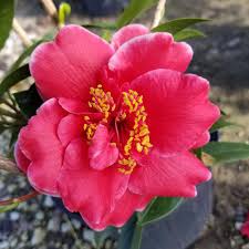 Flowerwood Nursery 2 5 Qt Tama Vino Camellia Japonica Evergreen Shrub Featuring Wine Red Blooms With Edges That Fade Evergreen Shrubs Flowering Trees Bloom