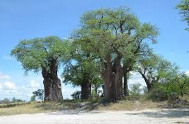 Baines Baobabs Nxai Pan National Park All You Need To Know Before You Go With Photos Tripadvisor National Parks Trip Advisor Baobab