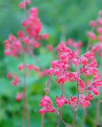 These pink blooming small trees grow between 10 and 25. 30 Pink Flowers For Gardens Perennials Annuals With Pink Blossoms