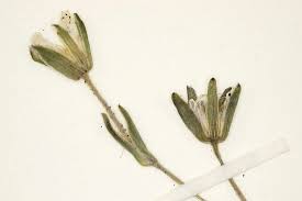 Image result for Lophiocarpus tenuissimus