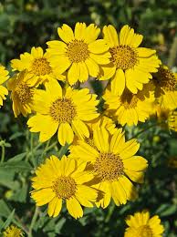 Image result for Verbesina encelioides