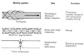 Https Www Naspghan Org Files Documents Pdfs Training Curriculum Resources Physiology Series Motility Pdf