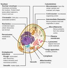 A typical animal cell shape. This Illustration Shows A Typical Eukaryotic Animal Structure Of A Typical Eukaryotic Cell Free Transparent Png Download Pngkey