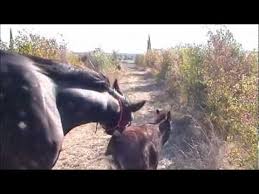 Wie oft und wie lange ist eine stute rossig? Cavallo E Asino Liberi Frei Mit Pferd Und Esel Youtube