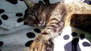 kot snit son evriku snitsya chto to interesnoe cats animals