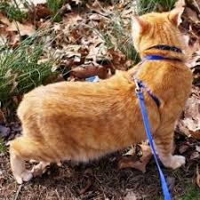 Apprendre A Promener Son Chat En Laisse Eduquer Son Chat Wamiz