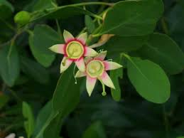 Image result for Sonneratiaceae