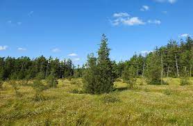 Atlantic white cedar, chamaecyparis thyoides, is also called juniper, southern white cedar and swamp cedar. Atlantic White Cedar The Tree That S Only Slightly Out Of Place Learn Your Land