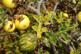 Image result for Solanum linneanum