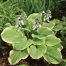 Get ftd® flower delivery today! Hosta Fragrant Bouquet White Flower Farm