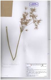 Image result for Cyperus cuspidatus