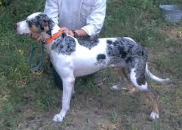 All Black Catahoula Leopard Dog White And Grey Catahoula Catahoula Leopard Dog Louisiana Catahoula Leopard Dog Catahoula