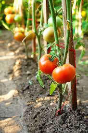 Best tips for growing brandywine tomato plants in your home vegetable garden. How To Prune Tomatoes