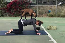 Thanks to all of you who have been participating in our virtual yoga classes. Goat Yoga Yoga Bloom Wellness