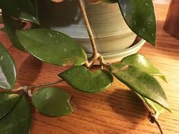 We did not find results for: What Causes Spots On Hoya Leaves And Burls On Tree Trunks Ask An Expert Oregonlive Com