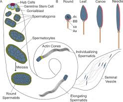 Image result for Meiosperma debile