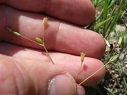 Image result for Stellaria sennii