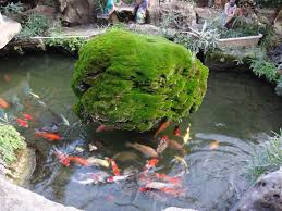 Untuk kolam ikan koi minimalis pada taman atau halaman rumah, anda tidak memerlukan perangkat elektronik namun membutuhkan bahan dasar yang lebih bagus. 9 Langkah Mudah Cara Membersihkan Kolam Ikan Koi Yang Benar Arafuru