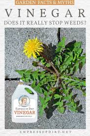 White vinegar is an impressive product in the face of all the tasks it is challenged to accomplish yes, there is no problem with using vinegar on your indoor plants, nor is there any problem with using. Does Vinegar Kill Weeds Not Really Empress Of Dirt