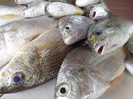 Ikan badut biasanya tinggal di dasar laut seperti di terumbu karang dan anemon laut. Amie S Little Kitchen Kenali Pelbagai Jenis Ikan Di Pantai Timur Sabah