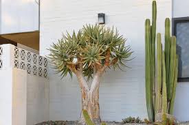 Image result for Lophocereus marginatus