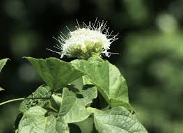 Image result for Baphia bequaertii