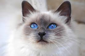 Burmese Sacred Burma Saint Birman Blue Eyed Breed Blue Eyes Look Cat Races De Chats Chat Sacre De Birmanie Robe De Chat