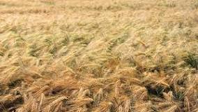 Image result