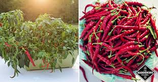 According to drugs.com, a website that compiles information from various medical databases, recommended dosages for cayenne pepper have not been established due to a lack of clinical research. How To Grow Cayenne Peppers Gardening Channel