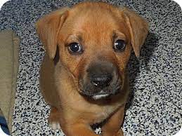 Are chocolate labrador retrievers good family pets? Washington Pa Labrador Retriever Meet Ellie S Puppies A Pet For Adoption