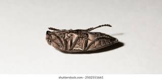 Image result for Perotis patens