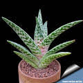2020 popular 1 trends in home & garden, jewelry & accessories, men's clothing, toys & hobbies with aloe succulent cactus and 1. Photo Gallery