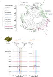 Image result for Corynanthe
