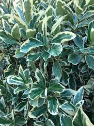 Image result for Euonymus