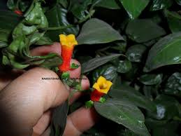 Image result for Manettia