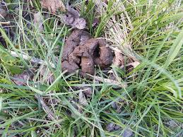 Was führt zu schleim im stuhl? Damit Es Nicht Dunn Wird Verdauung Beim Hund