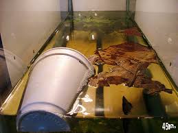 Indian Almond Leaves Magical Cure Or Placebo Fish Care