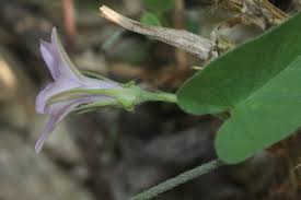 Image result for Ipomoea sinensis
