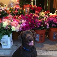 He was raised in warren, or. Dahlia Barn Home Facebook